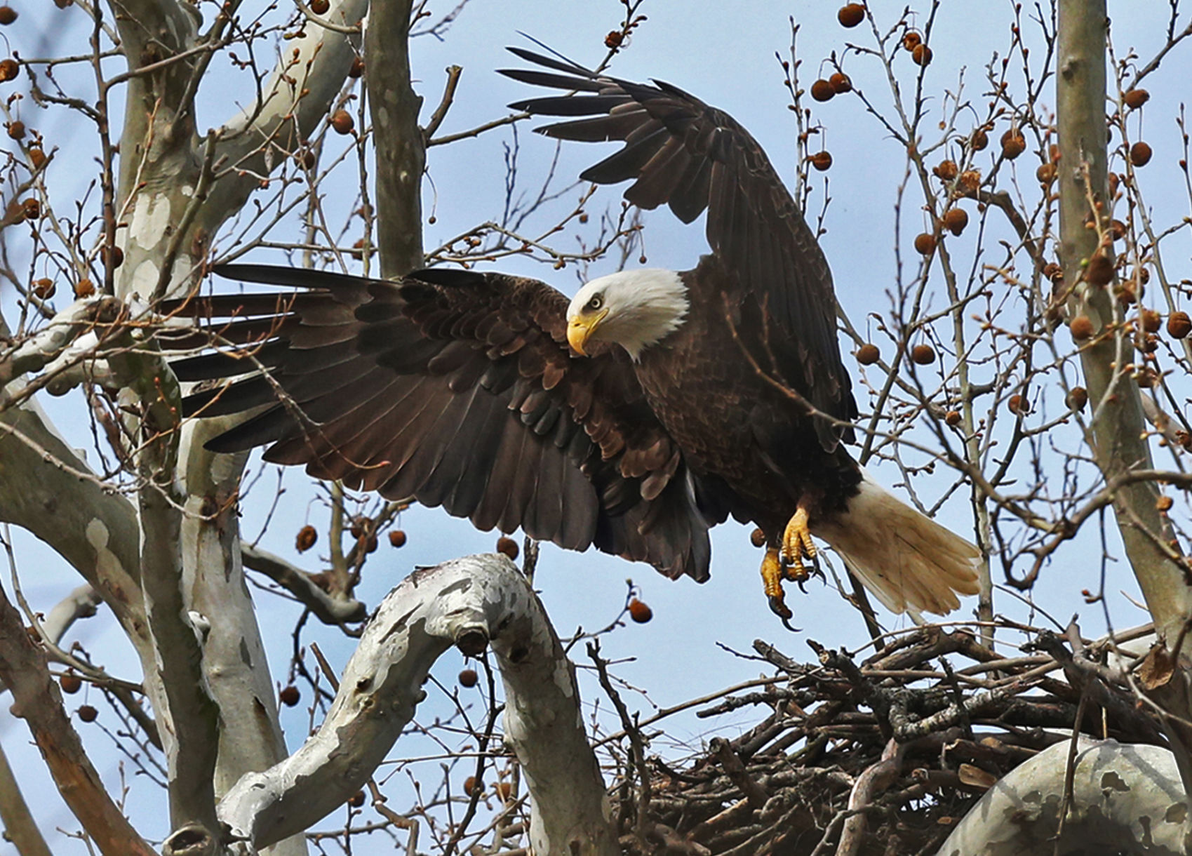 An eagle and its nest